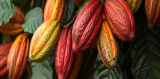 From Jungle to Factory: The Modern Cocoa Supply Chain