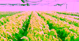 How Climate Change Is Affecting Cocoa Crops Worldwide