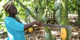 The Rise of Sustainable Chocolate Brands